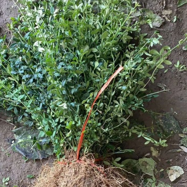 迎春花，产地直销量大从优品种齐全包成活包技术