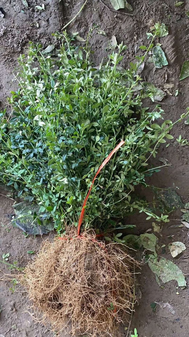 迎春花，产地直销量大从优品种齐全包成活包技术