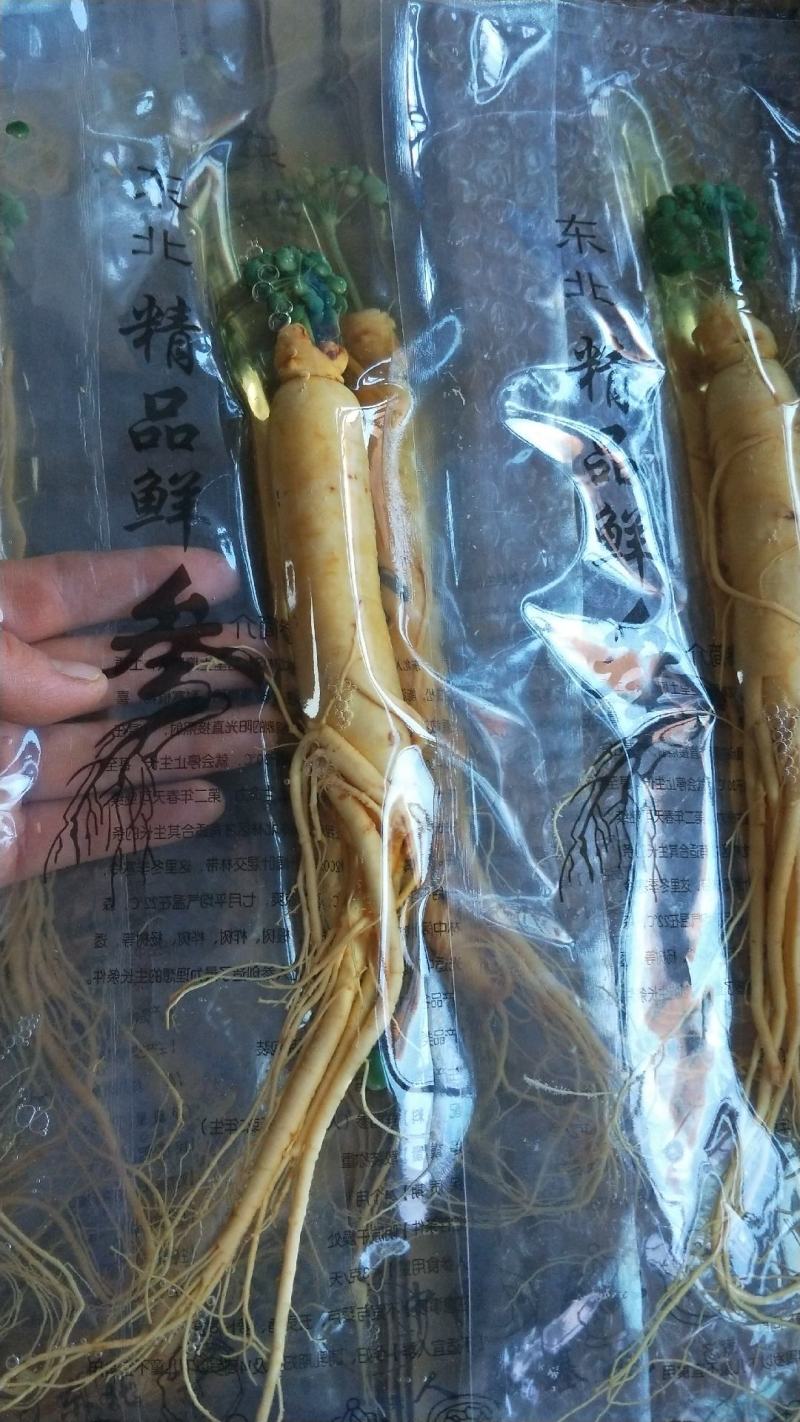 原产地批发优质保鲜参[送礼自用佳品]量大从优