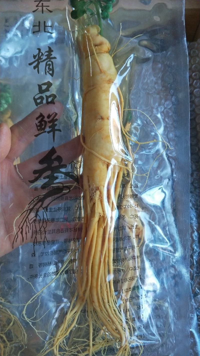原产地批发优质保鲜参[送礼自用佳品]量大从优
