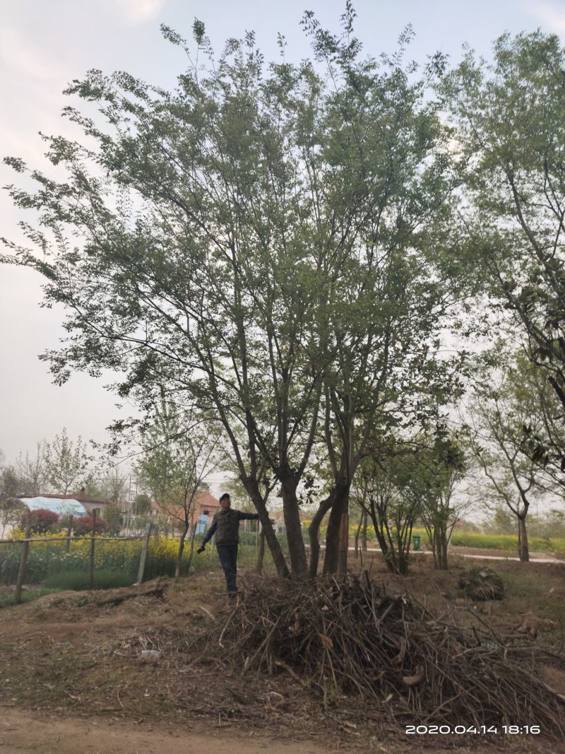 基地自产自销，丛生榉树，多杆朴树，规格齐全，2～15个杆