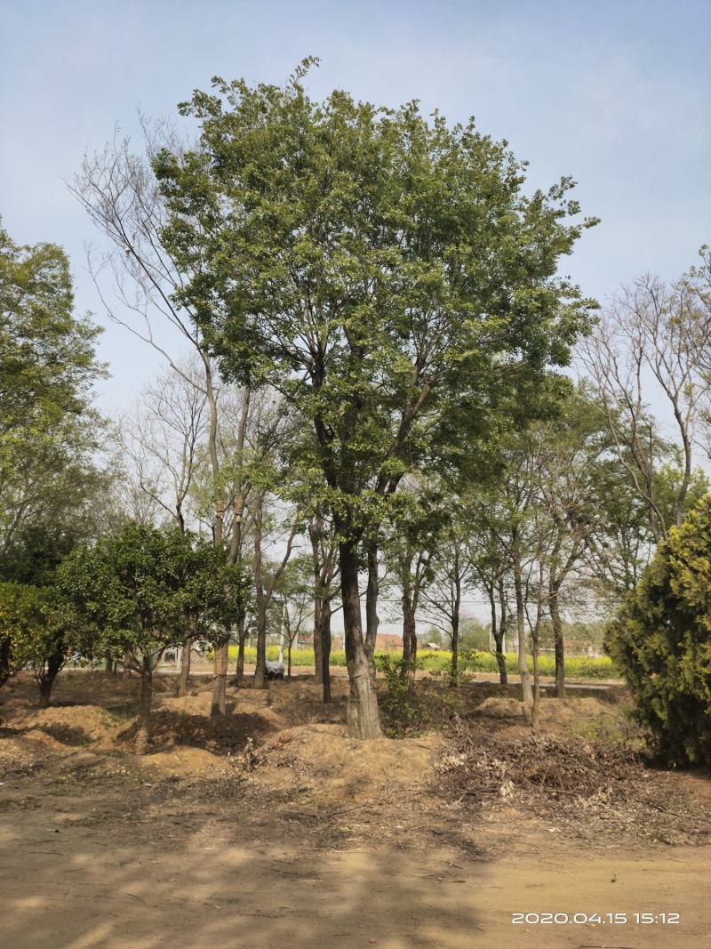 基地自产自销，丛生榉树，多杆朴树，规格齐全，2～15个杆