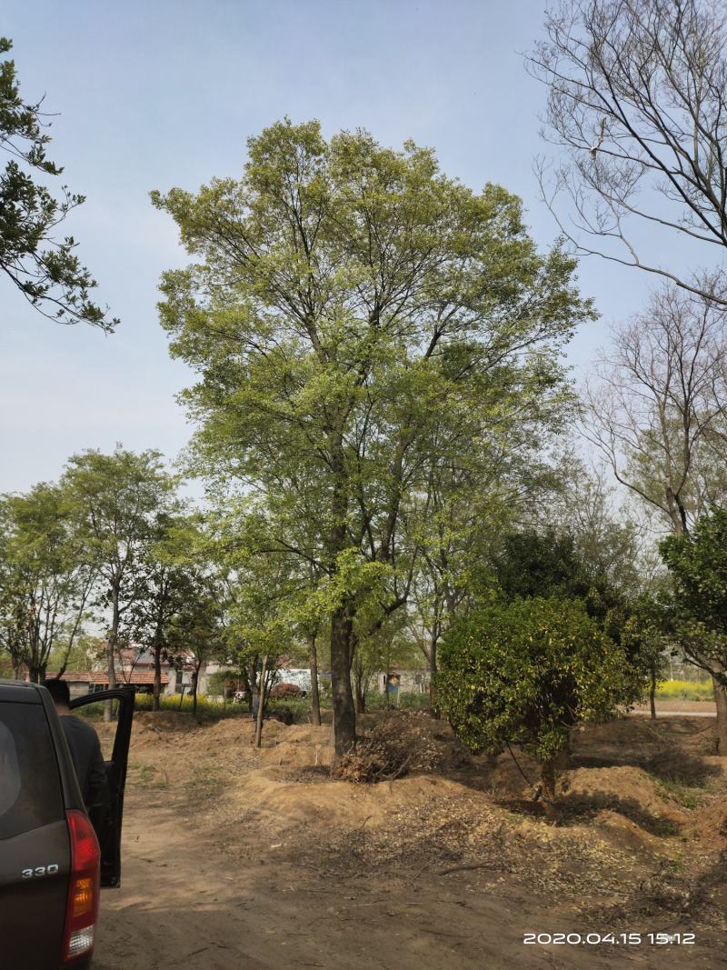 基地自产自销，丛生榉树，多杆朴树，规格齐全，2～15个杆