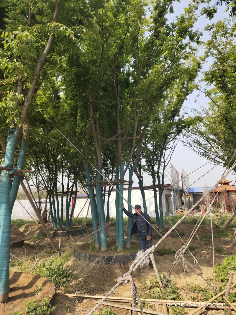 基地自产自销，丛生榉树，多杆朴树，规格齐全，2～15个杆
