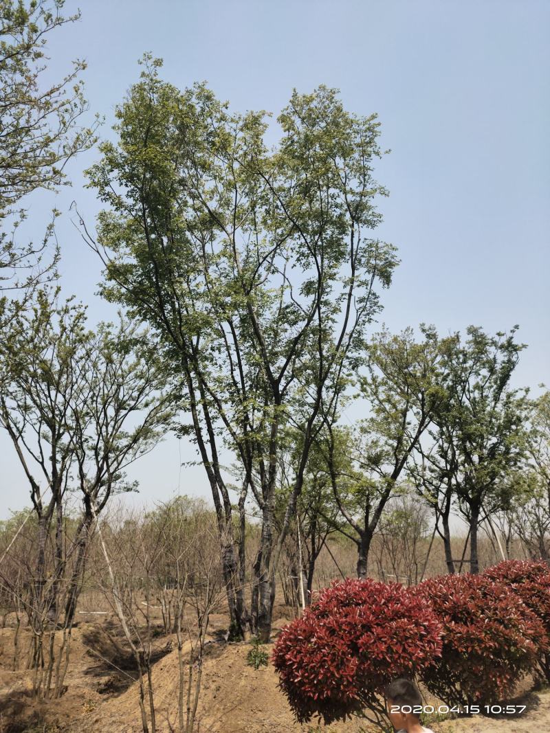 基地自产自销，丛生榉树，多杆朴树，规格齐全，2～15个杆