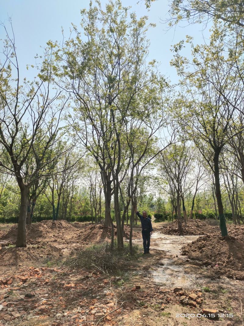 基地自产自销，丛生榉树，多杆朴树，规格齐全，2～15个杆