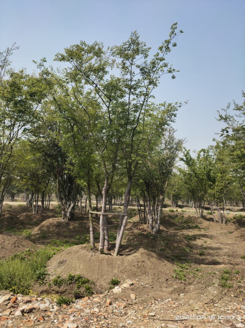 基地自产自销，丛生榉树，多杆朴树，规格齐全，2～15个杆