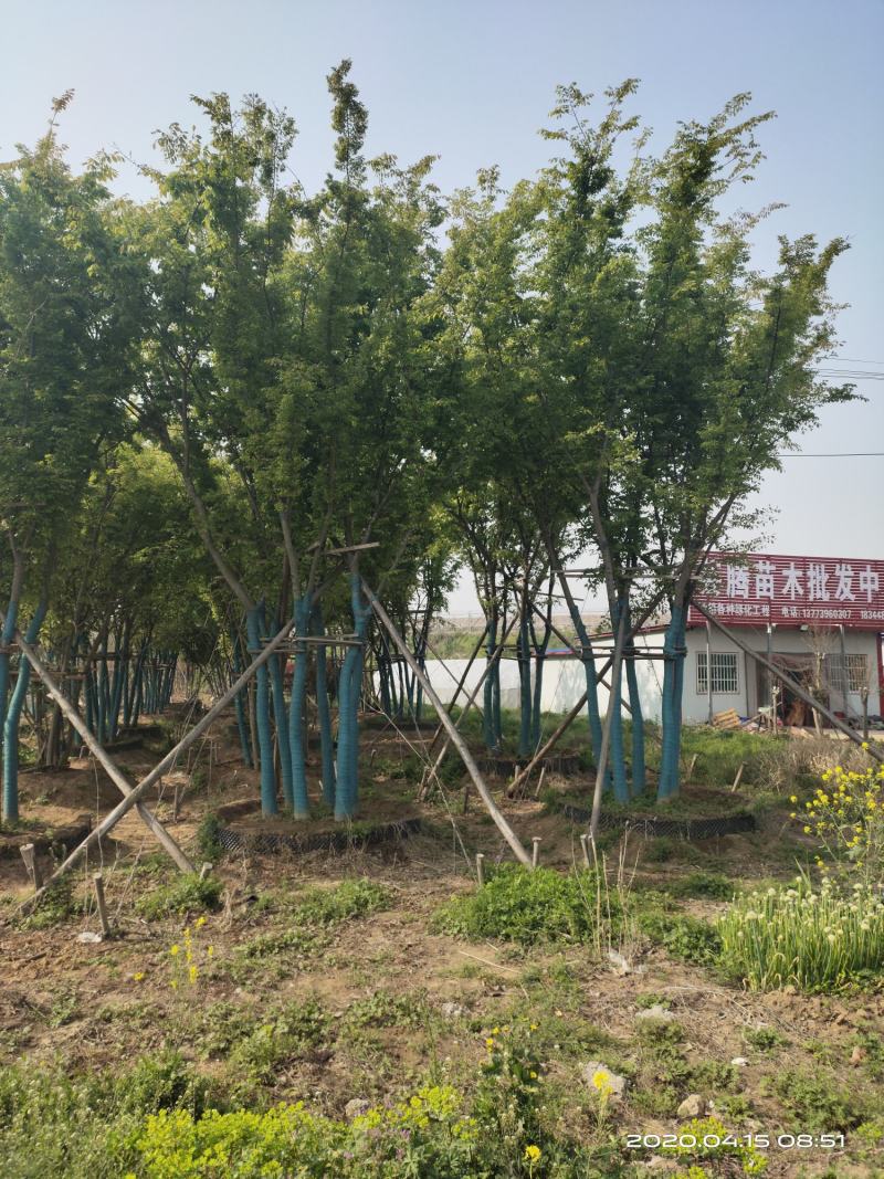 基地自产自销，丛生榉树，多杆朴树，规格齐全，2～15个杆