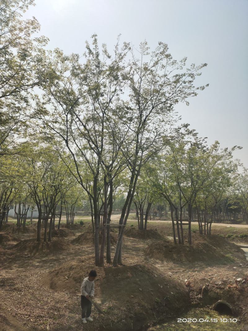 基地自产自销，丛生榉树，多杆朴树，规格齐全，2～15个杆