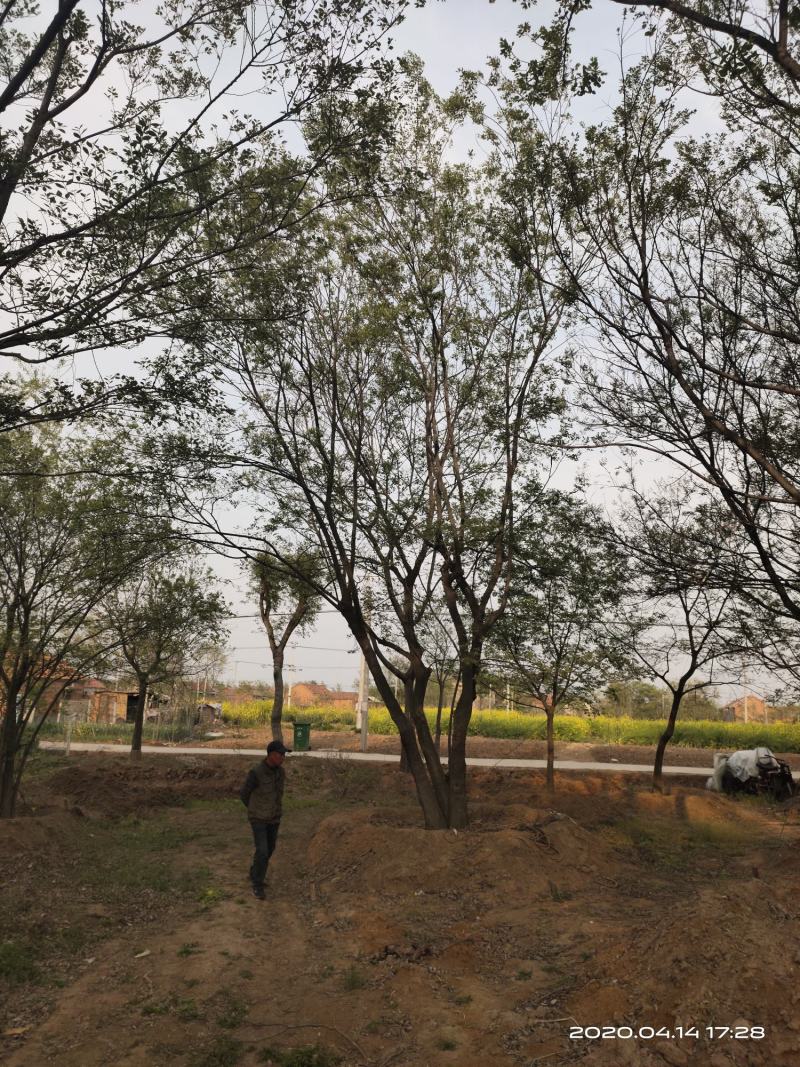 基地自产自销，丛生榉树，多杆朴树，规格齐全，2～15个杆