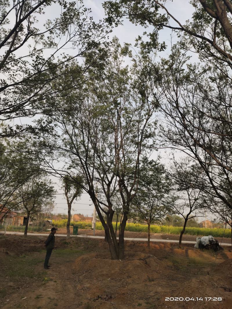 基地自产自销，丛生榉树，多杆朴树，规格齐全，2～15个杆