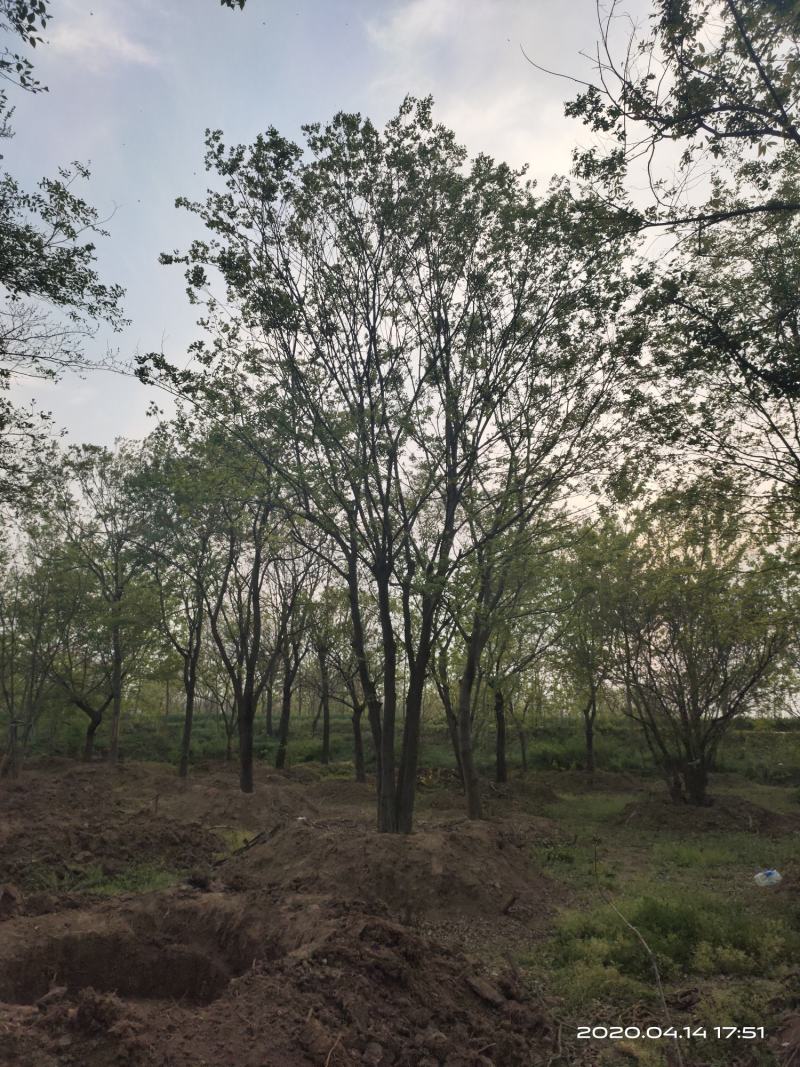 基地自产自销，丛生榉树，多杆朴树，规格齐全，2～15个杆