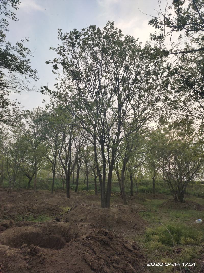 基地自产自销，丛生榉树，多杆朴树，规格齐全，2～15个杆