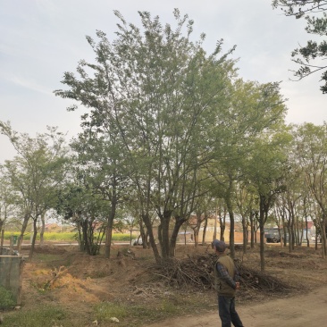基地自产自销，丛生榉树，多杆朴树，规格齐全，2～15个杆