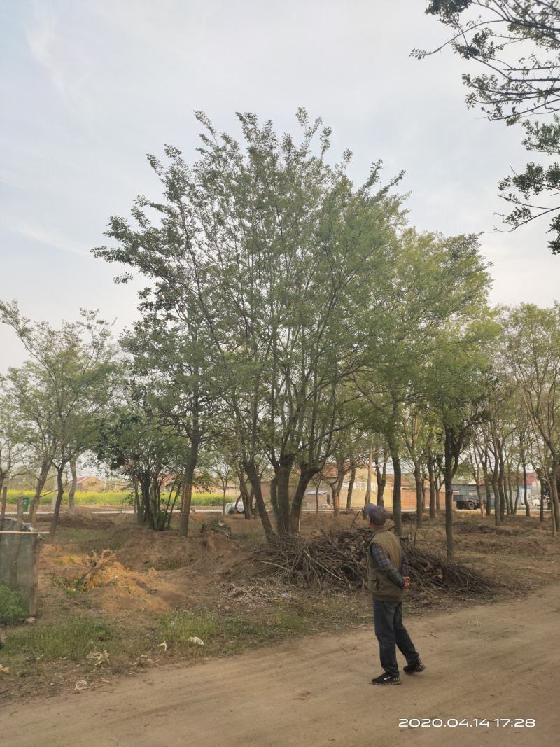 基地自产自销，丛生榉树，多杆朴树，规格齐全，2～15个杆