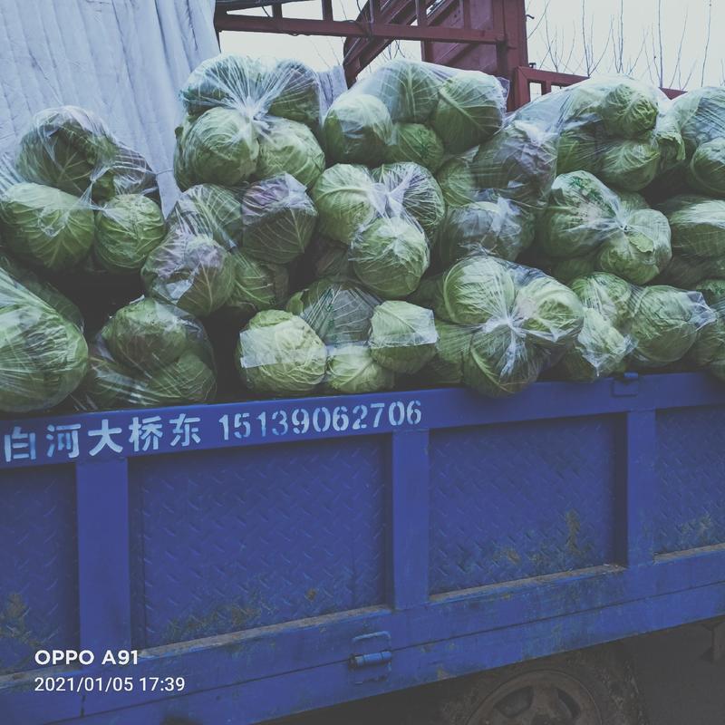 【实力供货】精品圆包菜甘蓝大量有货质量保证欢迎订购
