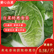 【年末促销】黄心白菜3~5斤净菜一手货源产地直发热卖中