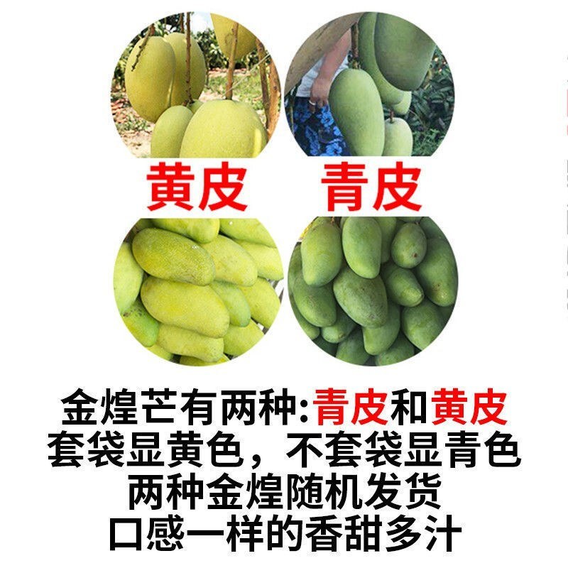 海南三亚金煌芒果整箱发当天采摘当天发货一件包邮新鲜芒果