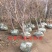 【基地直销】石榴树苗无籽软籽石榴树现挖现发易管理易成活
