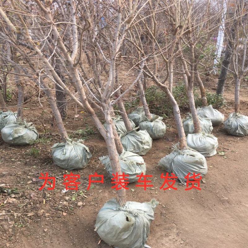 【基地直销】石榴树苗无籽软籽石榴树现挖现发易管理易成活