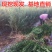 【基地直销】石榴树苗无籽软籽石榴树现挖现发易管理易成活