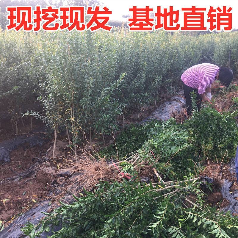 【基地直销】石榴树苗无籽软籽石榴树现挖现发易管理易成活