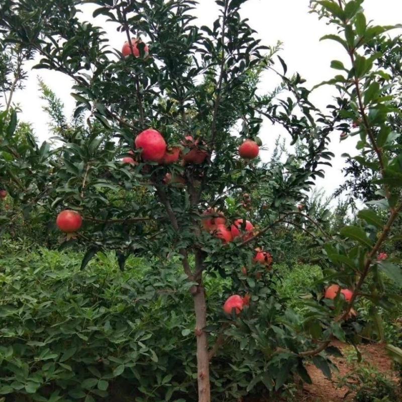 【基地直销】石榴树苗无籽软籽石榴树现挖现发易管理易成活
