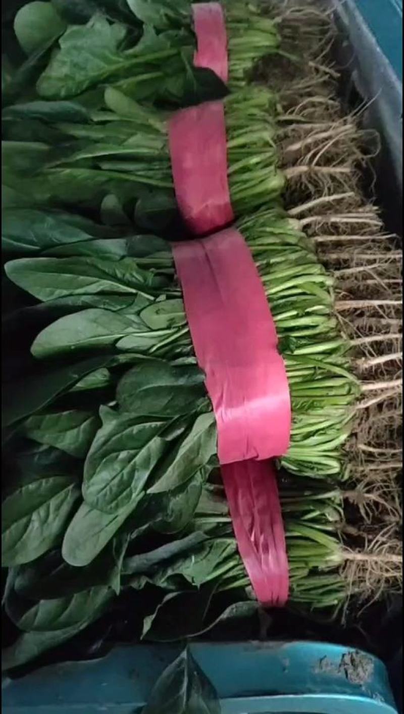 滑县精品大棚菠菜，一手货源，质量保证，专业实力代办