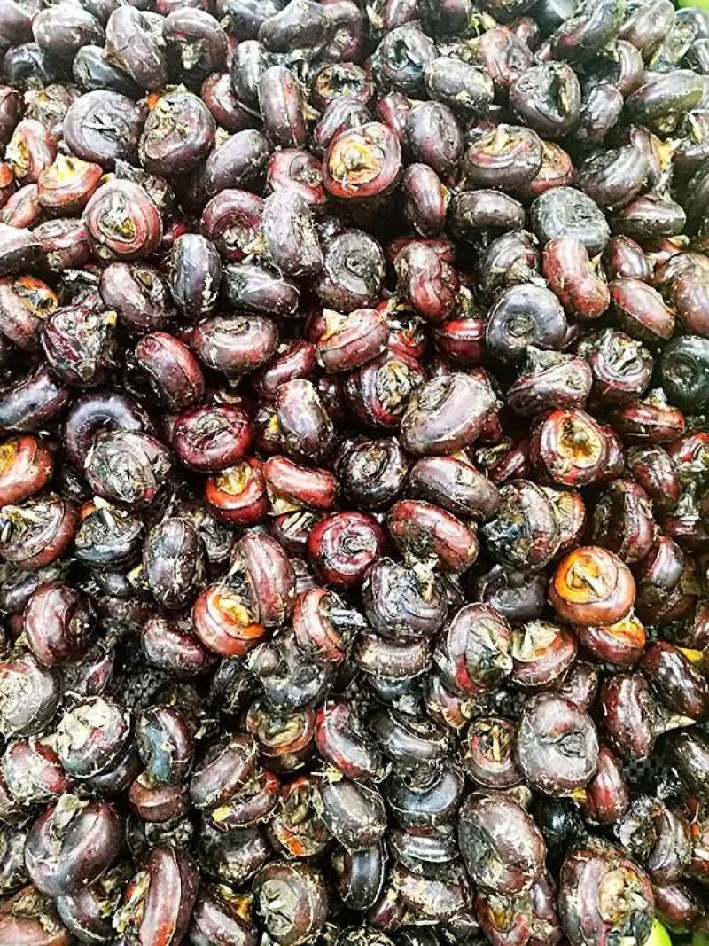 荸荠，马蹄产地量大，鲜果过筛马蹄，农户一线交易，零售勿扰
