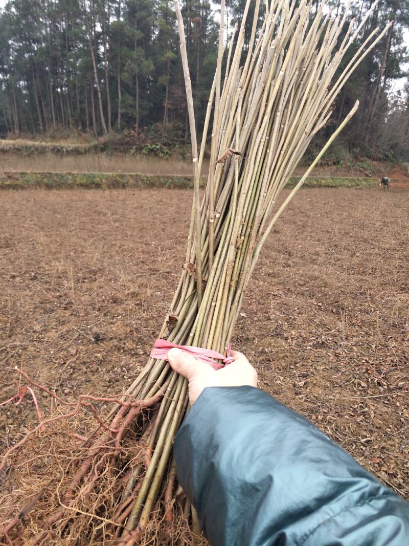香椿苗，红油香椿，香椿树苗。苗高40~100厘米