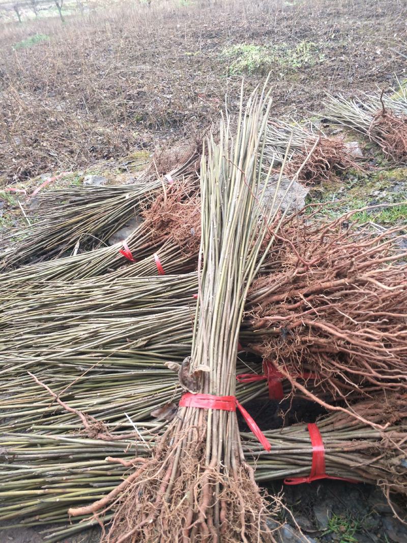 香椿苗，红油香椿，香椿树苗。苗高40~100厘米