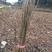 春树苗，香椿苗，红油香椿，苗高40~80厘米