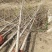 3到7公分银杏树苗苗圃现挖新苗苗圃现挖，可土球