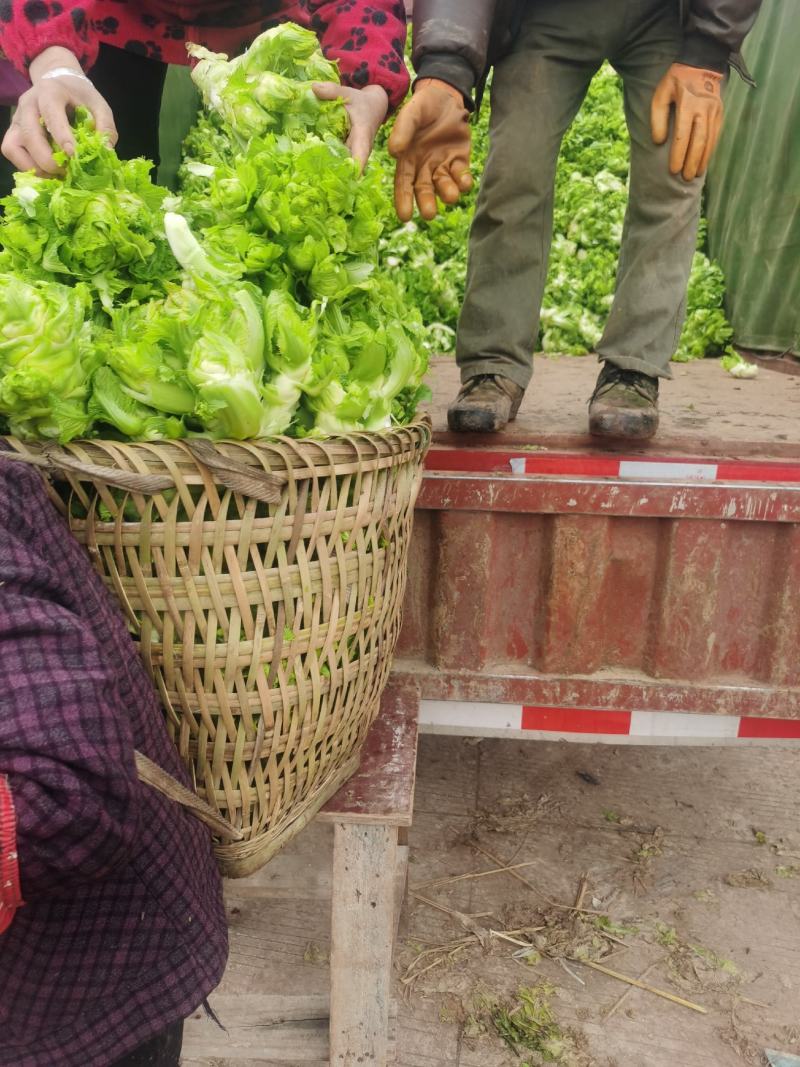 精品儿菜基地自产自销欢迎朋友定购
