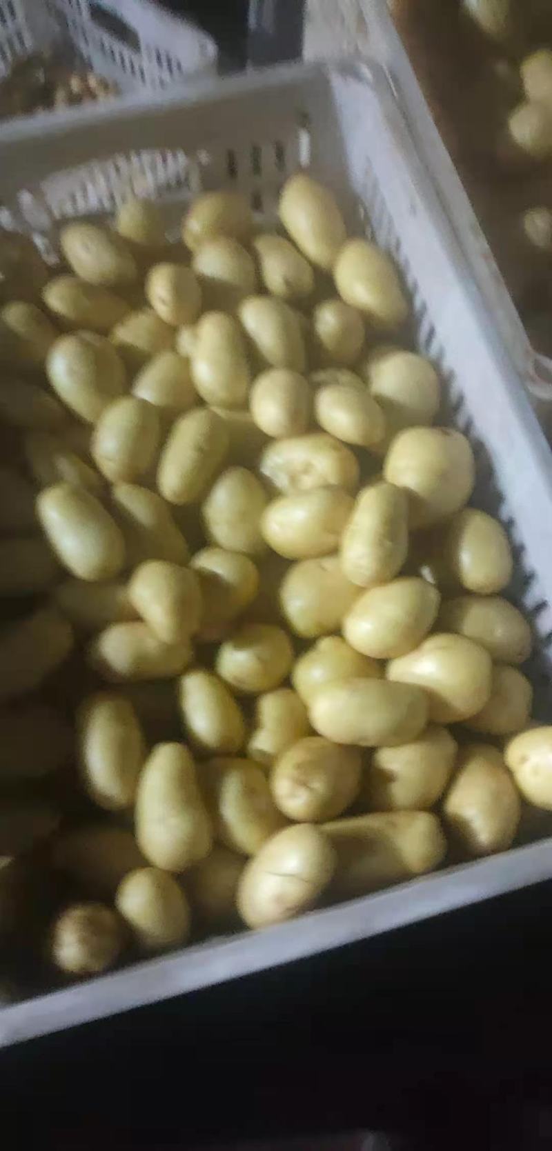 中暑5号荷兰土豆黄皮黄心中暑五号