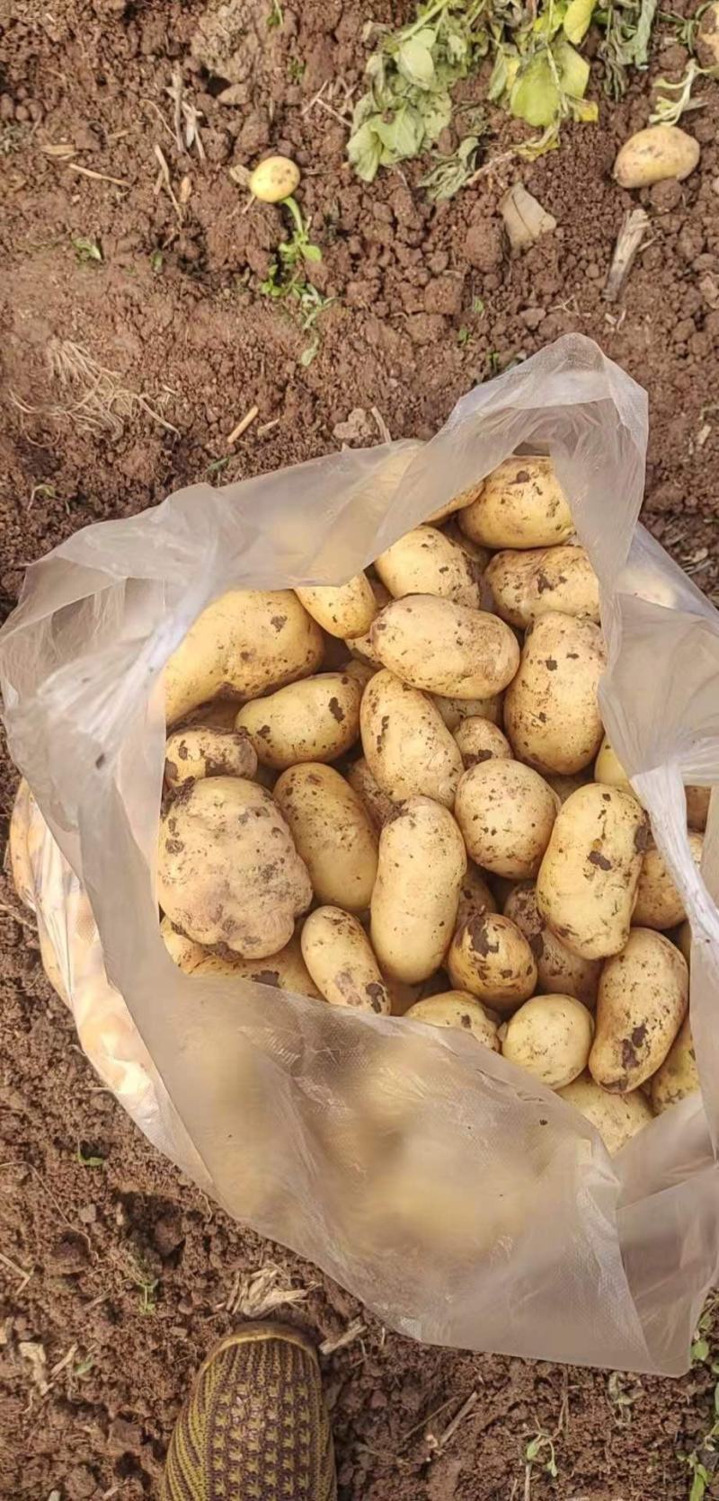 中暑5号荷兰土豆黄皮黄心中暑五号