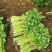 芹菜热卖中，质量保证，粗细均匀，欢迎各位老板前来选购