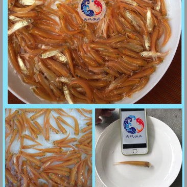 广东优质金草鱼苗俄罗斯金草鱼苗快大抗病力强技术指导
