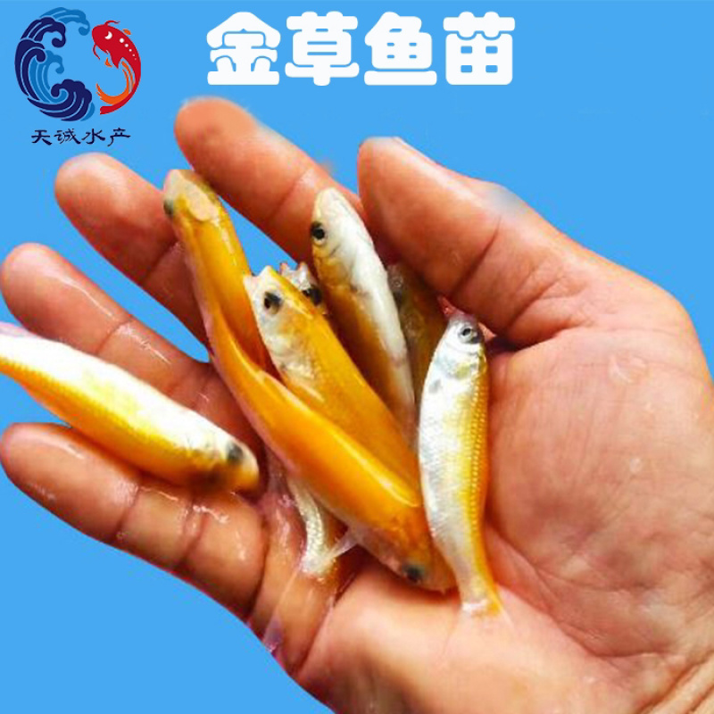 广东优质金草鱼苗俄罗斯金草鱼苗快大抗病力强技术指导