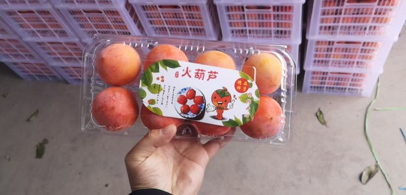 火葫芦火晶柿子软柿子冻柿子阳丰脆柿一件代发代收找车代加工