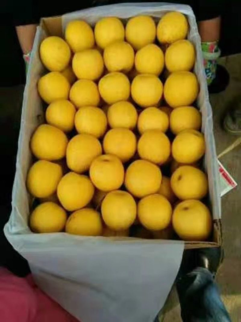 正宗东北大白梨口感好皮毛亮价格低一手货源可视频看货