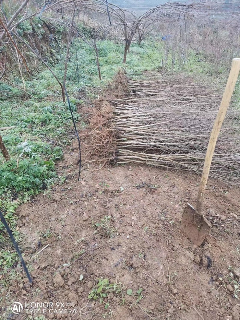 优质突尼斯软籽石榴苗