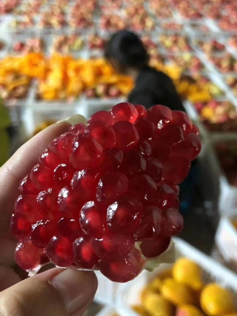 优质突尼斯软籽石榴苗