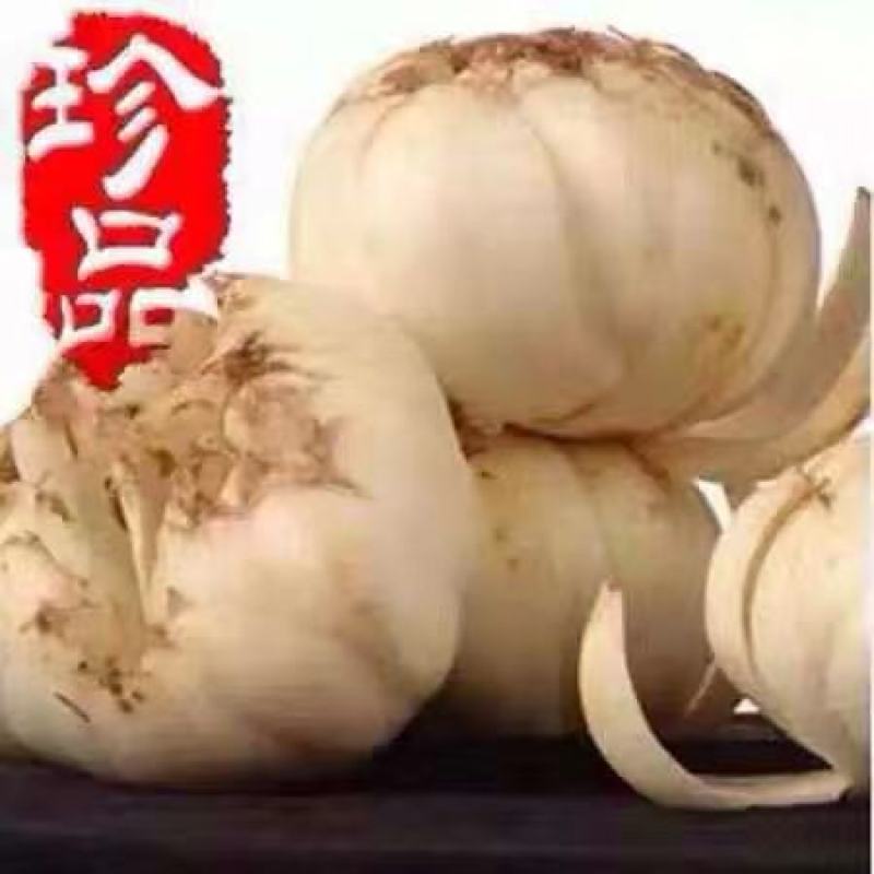 产地直销，兰州鲜百合【特级】，清脆，香甜，大量供应