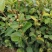 田林县油茶苗木大量供应