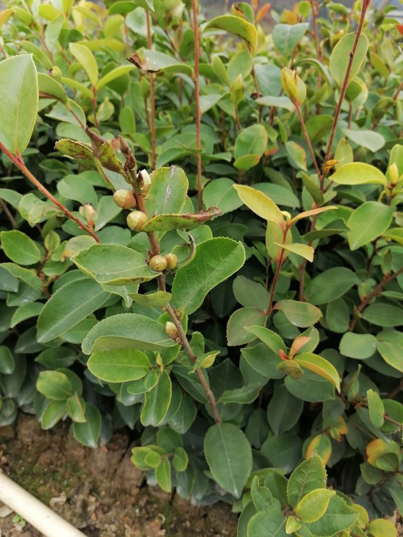 田林县油茶苗木大量供应