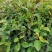 田林县油茶苗木大量供应