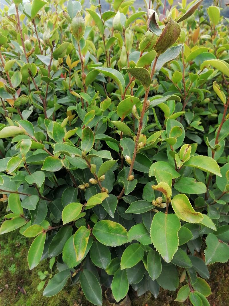 田林县油茶苗木大量供应