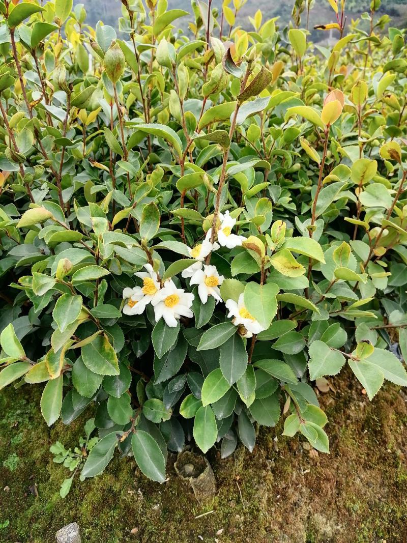 田林县油茶苗木大量供应