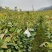 田林县油茶苗木大量供应